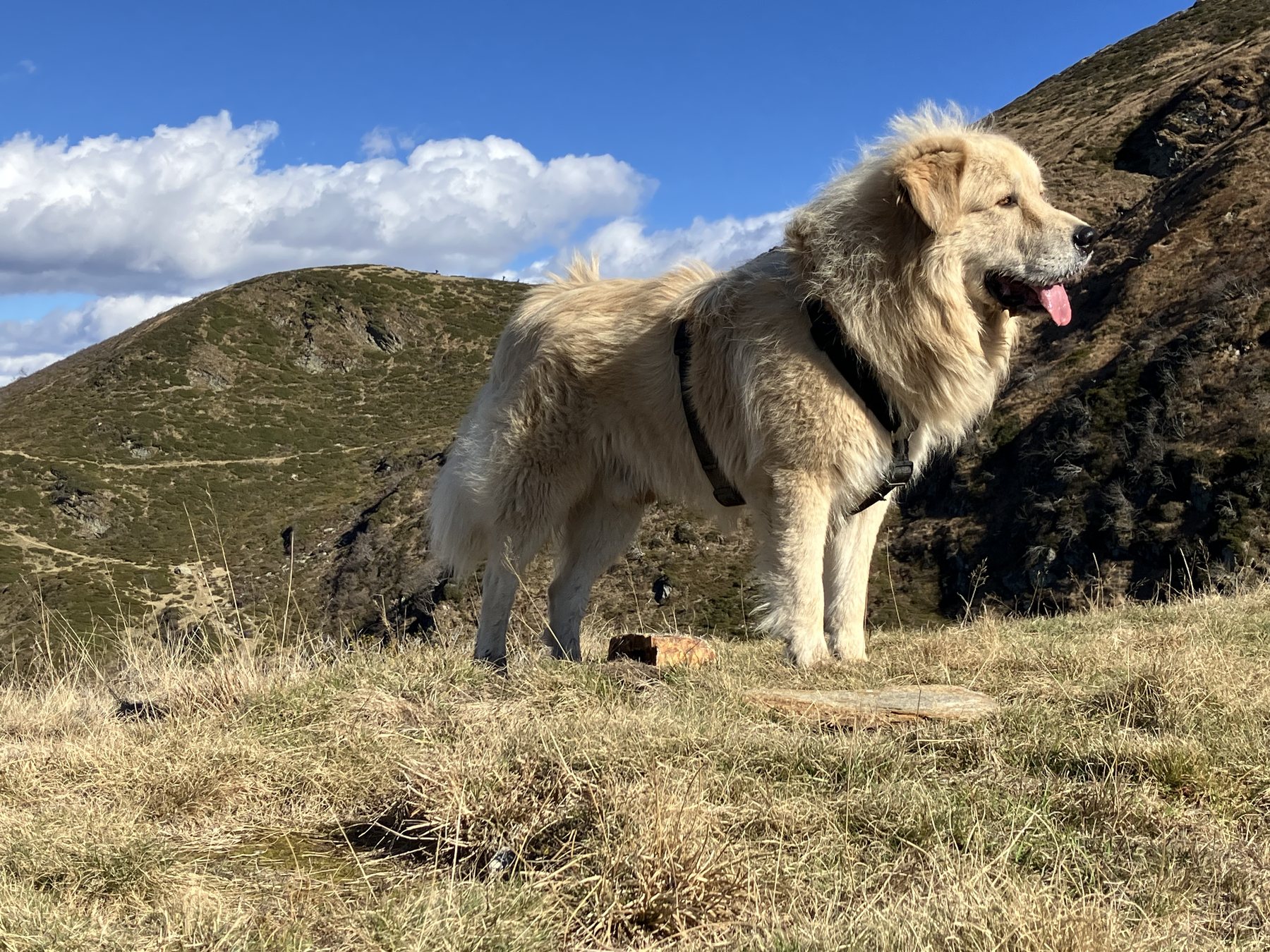 Cristoforo Colombo — Coco