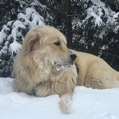Profilo tranquillo — La calma di un cane che osserva.
