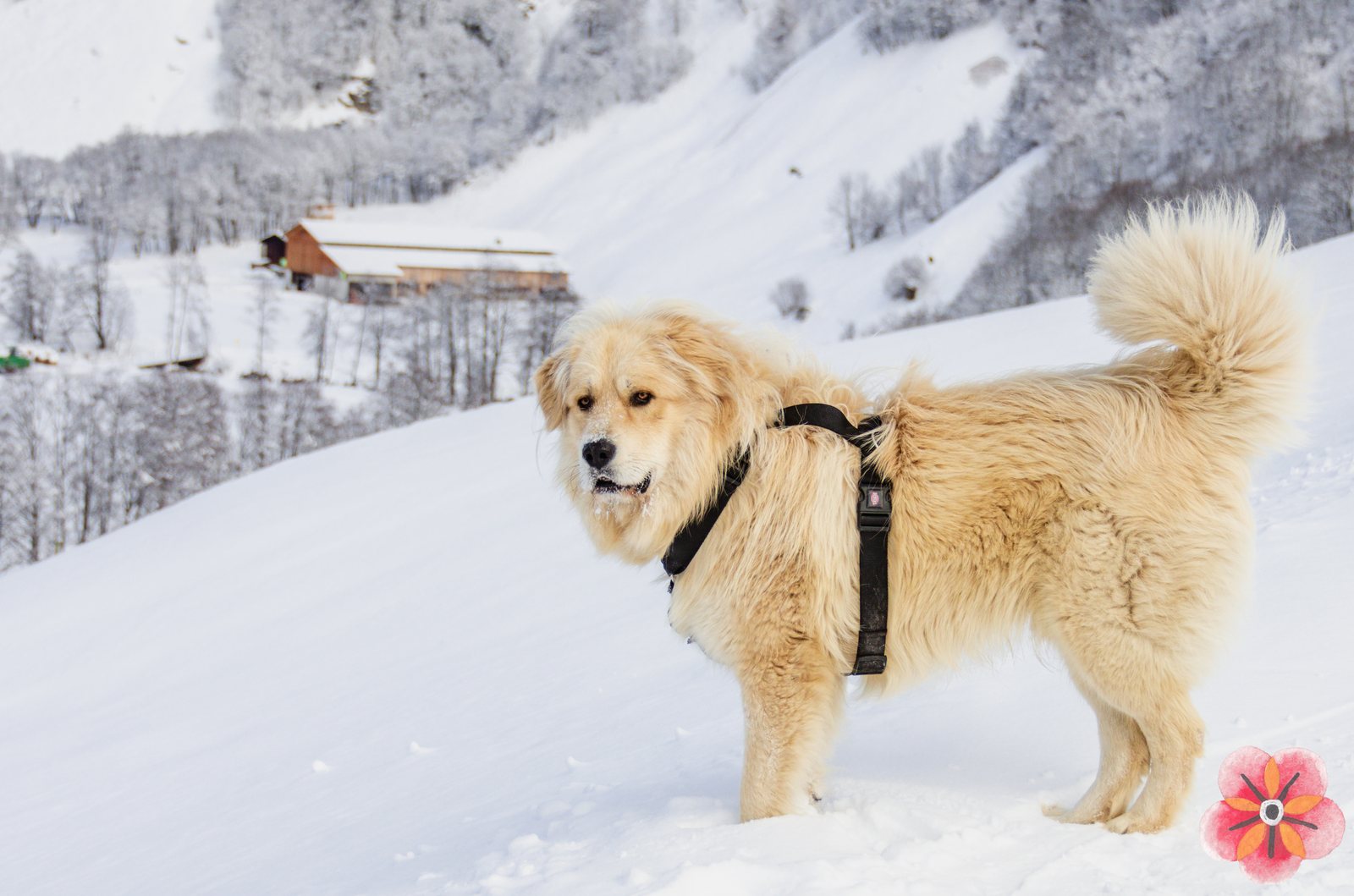 Presenza d’inverno — Manto, freddo, aria di montagna.