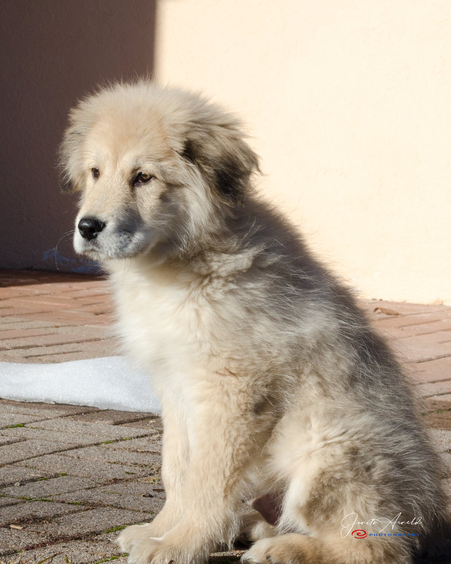 Postura giovane — Ancora cucciolo, già serio.