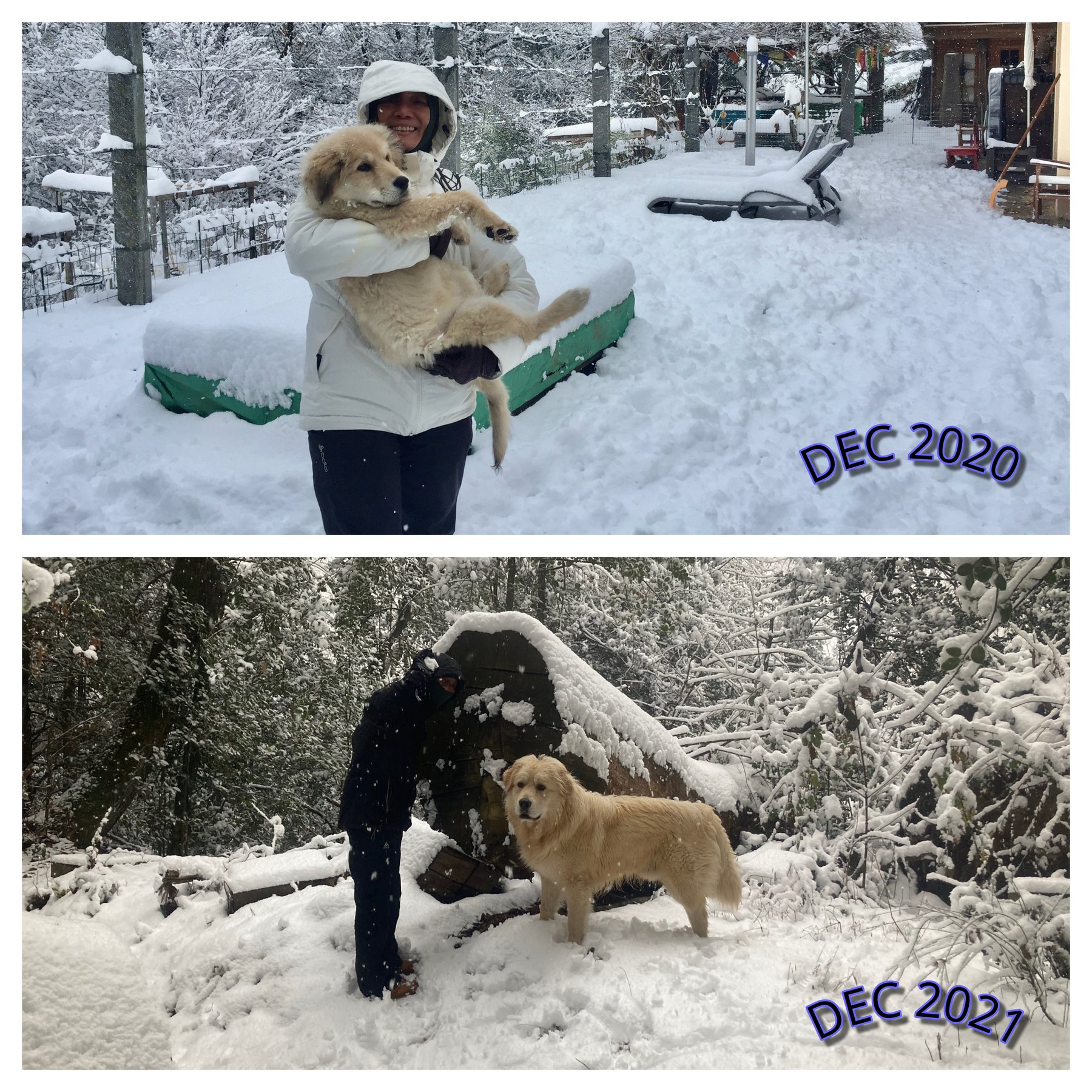 Neve di dicembre — Due inverni, lo stesso cane che cresce.