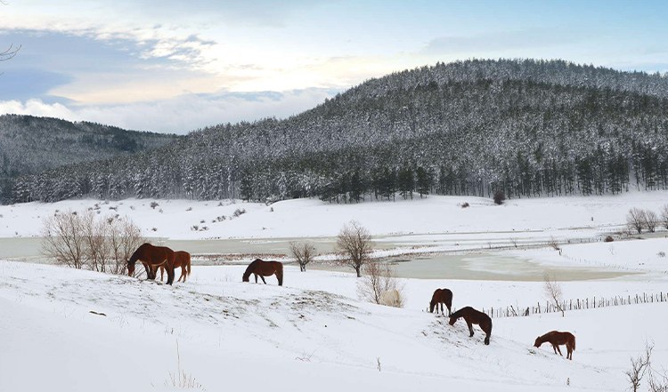 Snow-covered landscape of the Sila plateau with horses grazing near forested hills