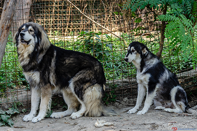 Two Sila Sheepdogs showing long coats, robust build, and different physical presence
