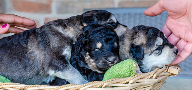 The first days — Newborn puppies and the quiet beginning of the breed story.