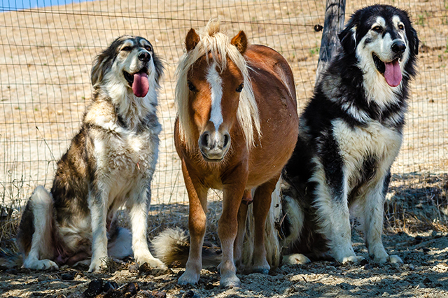 Guardian presence beside livestock — Body, coat, and calm attention in a working context.