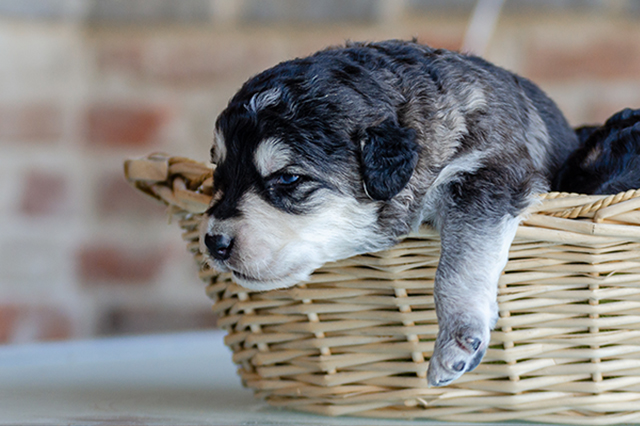 Puppyhood and early type — A young Sila Sheepdog resting in a basket.