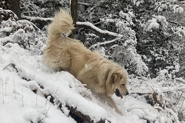 Snow and coat function — The coat belongs to weather as much as to beauty.