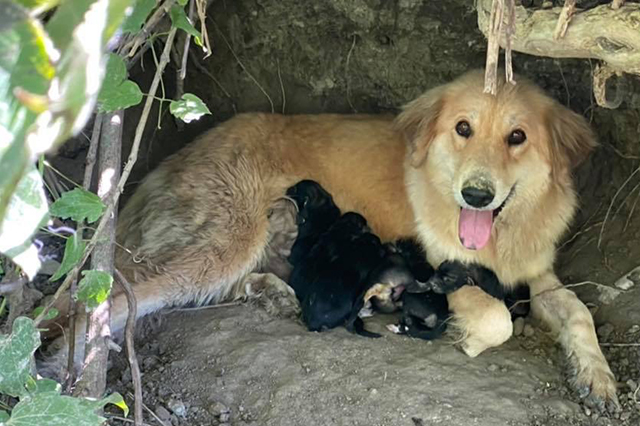 Mother and puppies — Early life, protection, and the beginning of social learning.