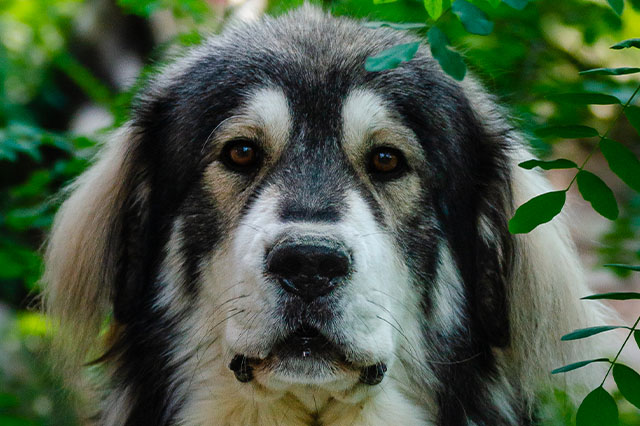 Breed type in the head — Gaze, head, and expression without theatrical staging.
